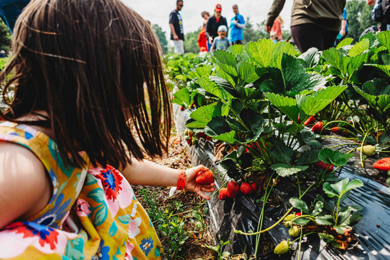 Celebrate the Sweetness of Summer at Blooms & Berries Strawberry Days