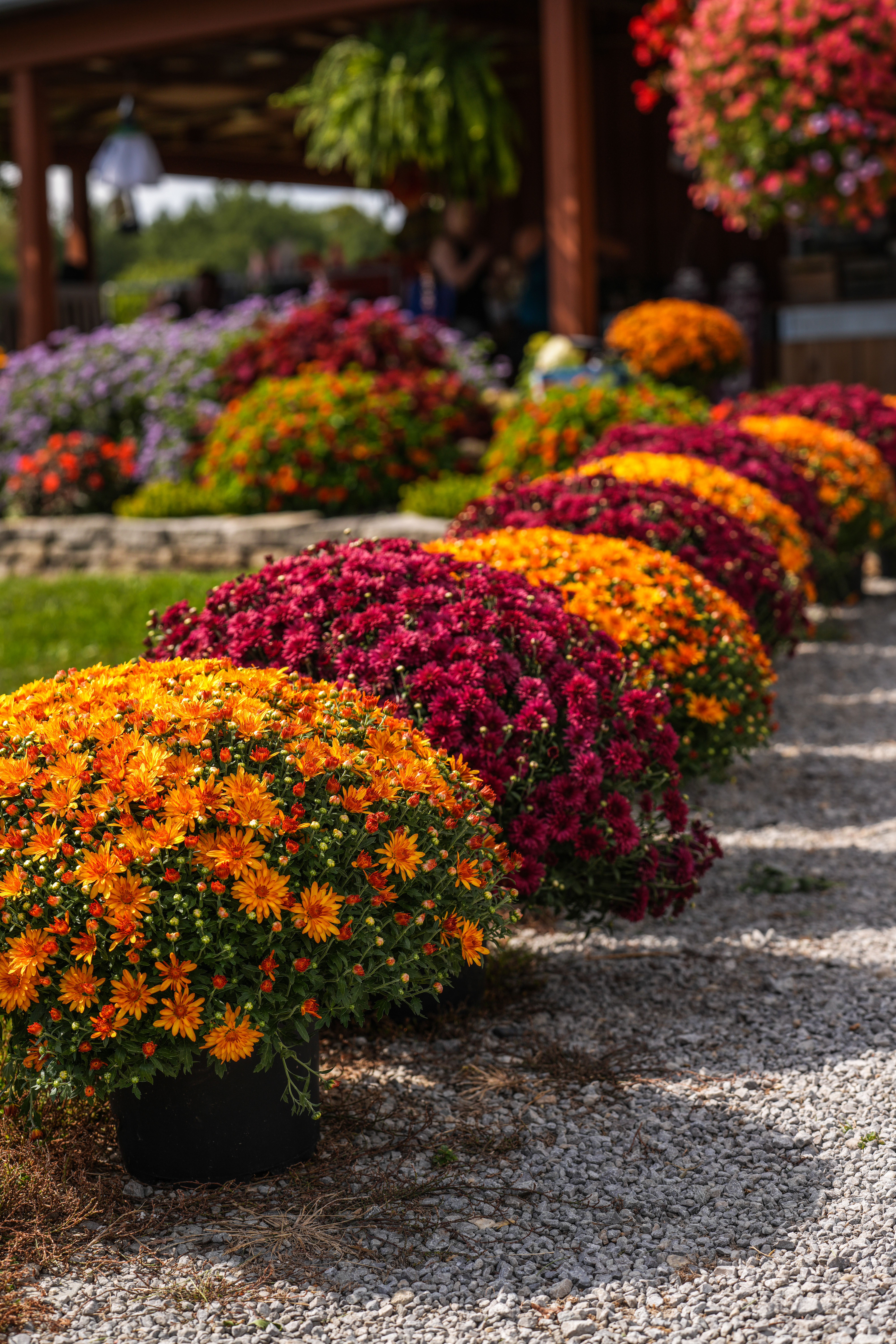 blooming mums_garden center_fall foliage