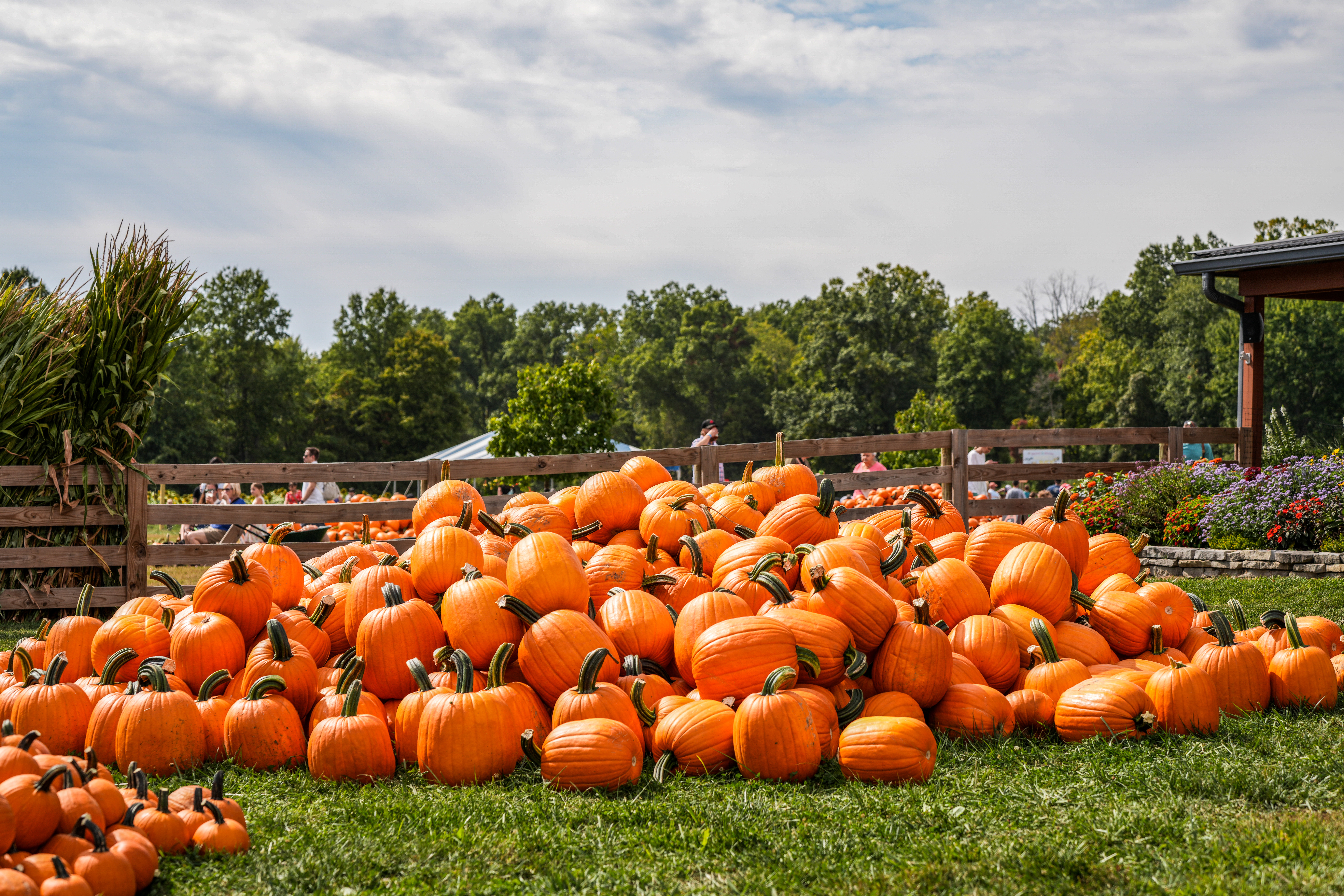 pumpkins (3)