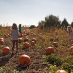 Michigan pumpkin patch