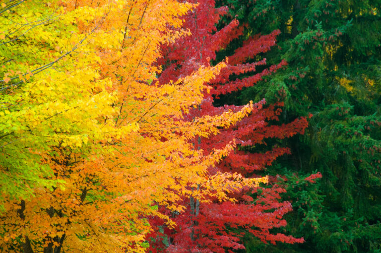 Hidden Gems: Spots to See the Changing Leaves