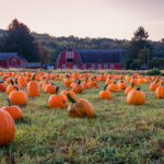 Pumpkins placed for picking near red barn in early morning dew grass, Sparta, NJ