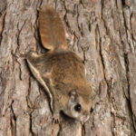 FamilyFlyingSquirrel