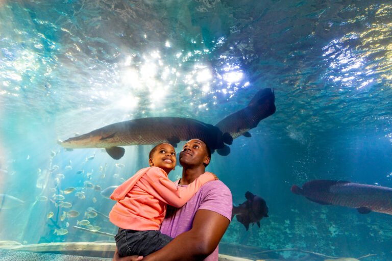Newport Aquarium Offers Free Pre-K Membership for a Limited Time