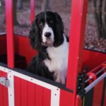 WT_Woodland Lights dog riding in train