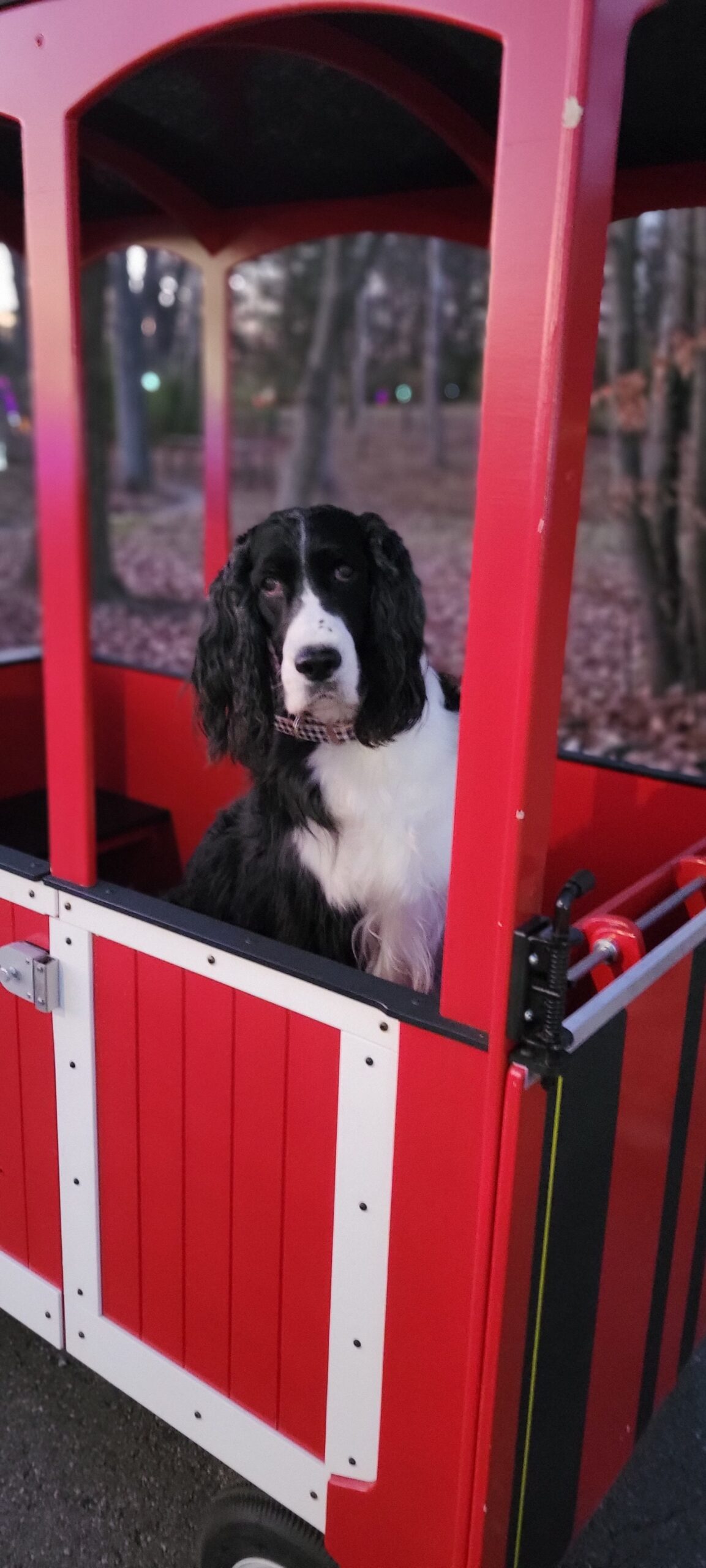 WT_Woodland Lights dog riding in train