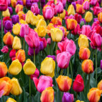 AdobeStock_431259368