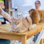 Two caucasian women drink coffee in a cat cafe.