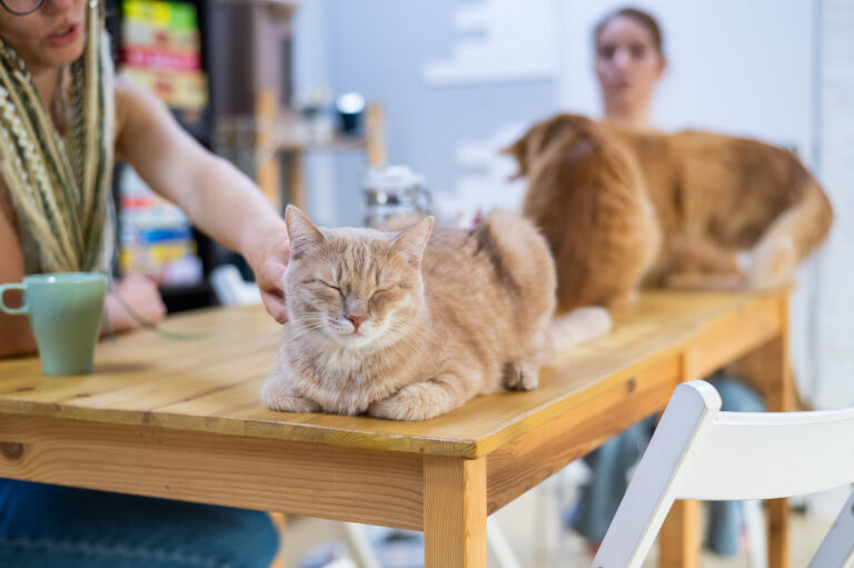 Purrfect Day Cat Cafe