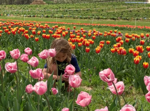 0a5f668f-00b9-426b-89fe-2d9657a12799-2023_GRA_Tulip_fest_1 0a5f668f-00b9-426b-89fe-2d9657a12799-2023_GRA_Tulip_fest_1