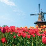 Tulip Times
