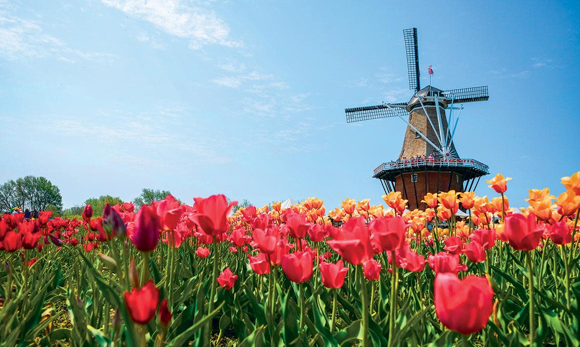 Tulip Times Tulip Times