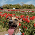 Timbuk-tulips-1