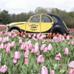 Timbuk-tulips-2