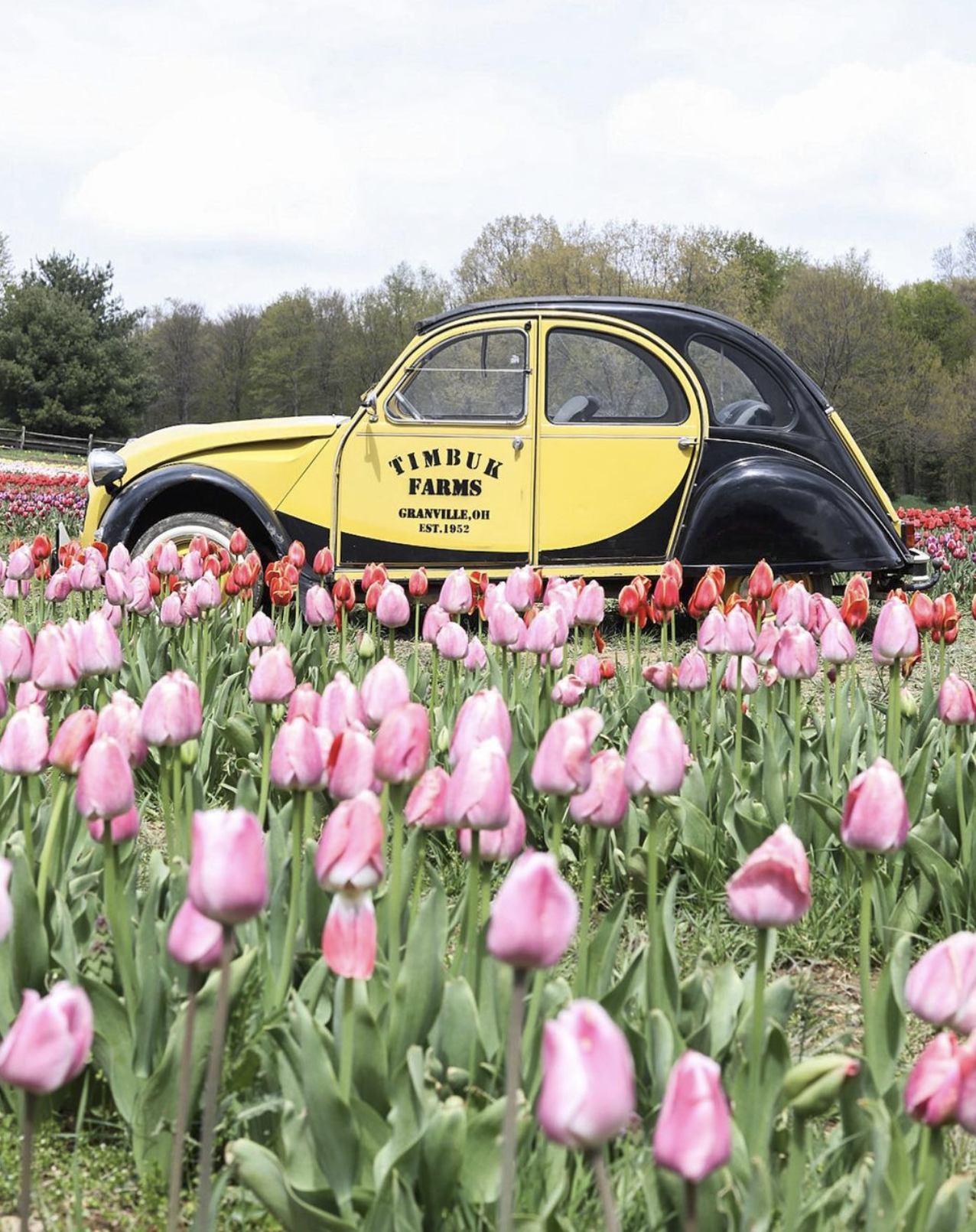 Timbuk-tulips-2 Timbuk-tulips-2