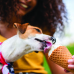 Selective focus of jack russell terrier dog eating ice cream