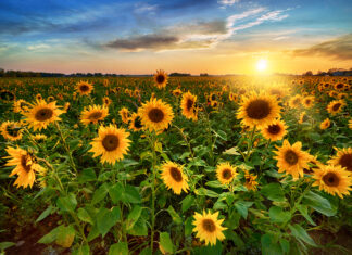 Frankfort Sunflower Festival Frankfort Sunflower Festival