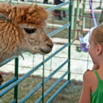 ALBANY, OR – JULY 16 – Linn County Fair Child and Alpaca