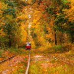 Autumn forest through which an old tram rides (Ukraine)
