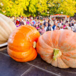 Big and massive pumpkins on display during competition