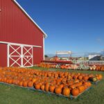 ramseyer-farms-fall-festival-oh_18982