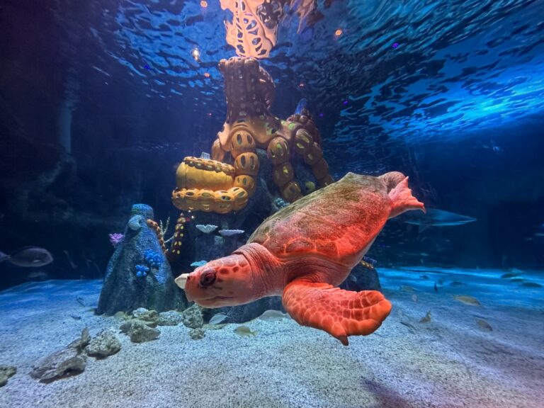 Underwater Pumpkin GLOW at Newport Aquarium