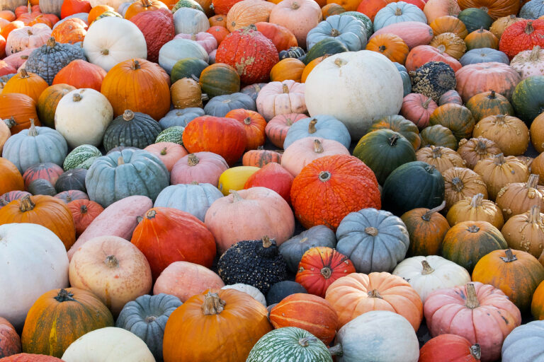 Top Free Fall Festivals Around Cincinnati & Dayton