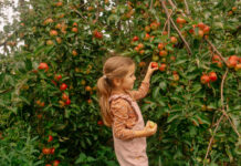 Best Apple Orchards Near Cincinnati