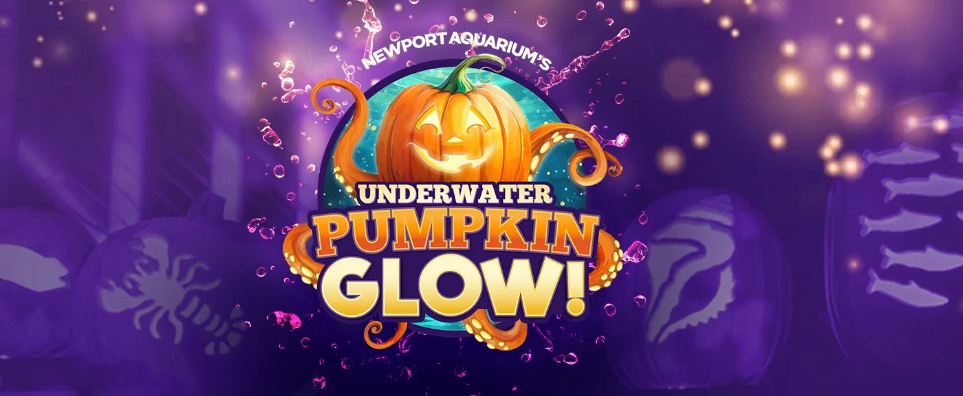 Glowing jack-o-lanterns underwater at Newport Aquarium