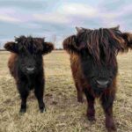 cows1