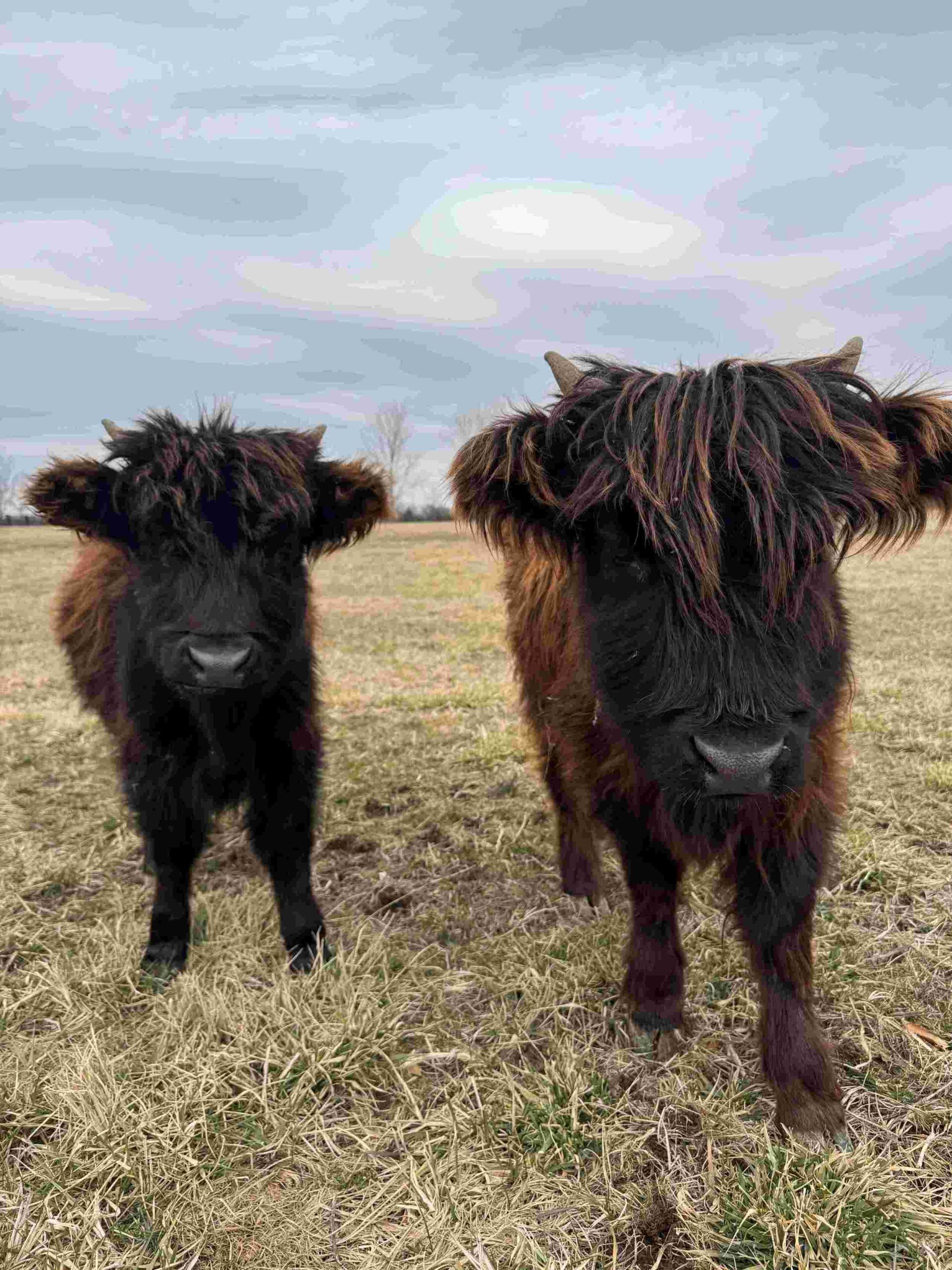 cows1
