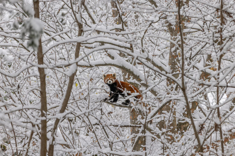 Save Big & Explore Winter Wonders at the Cincinnati Zoo’s Winter Discount Days