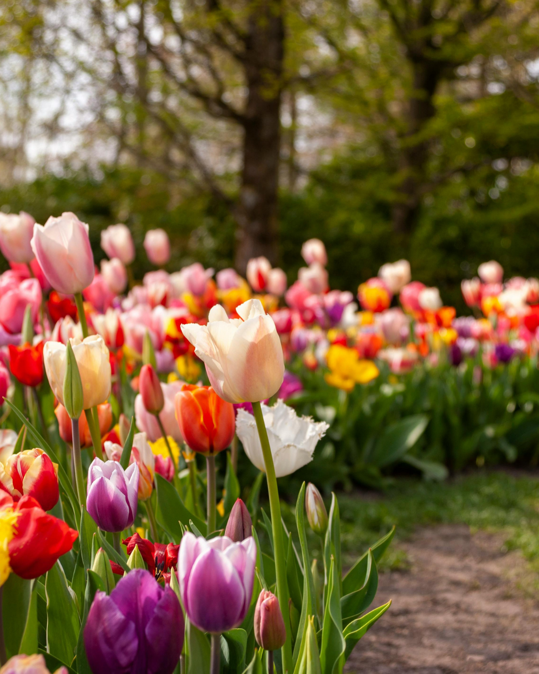 Tulip Photos (1080 x 1350 px) (4)