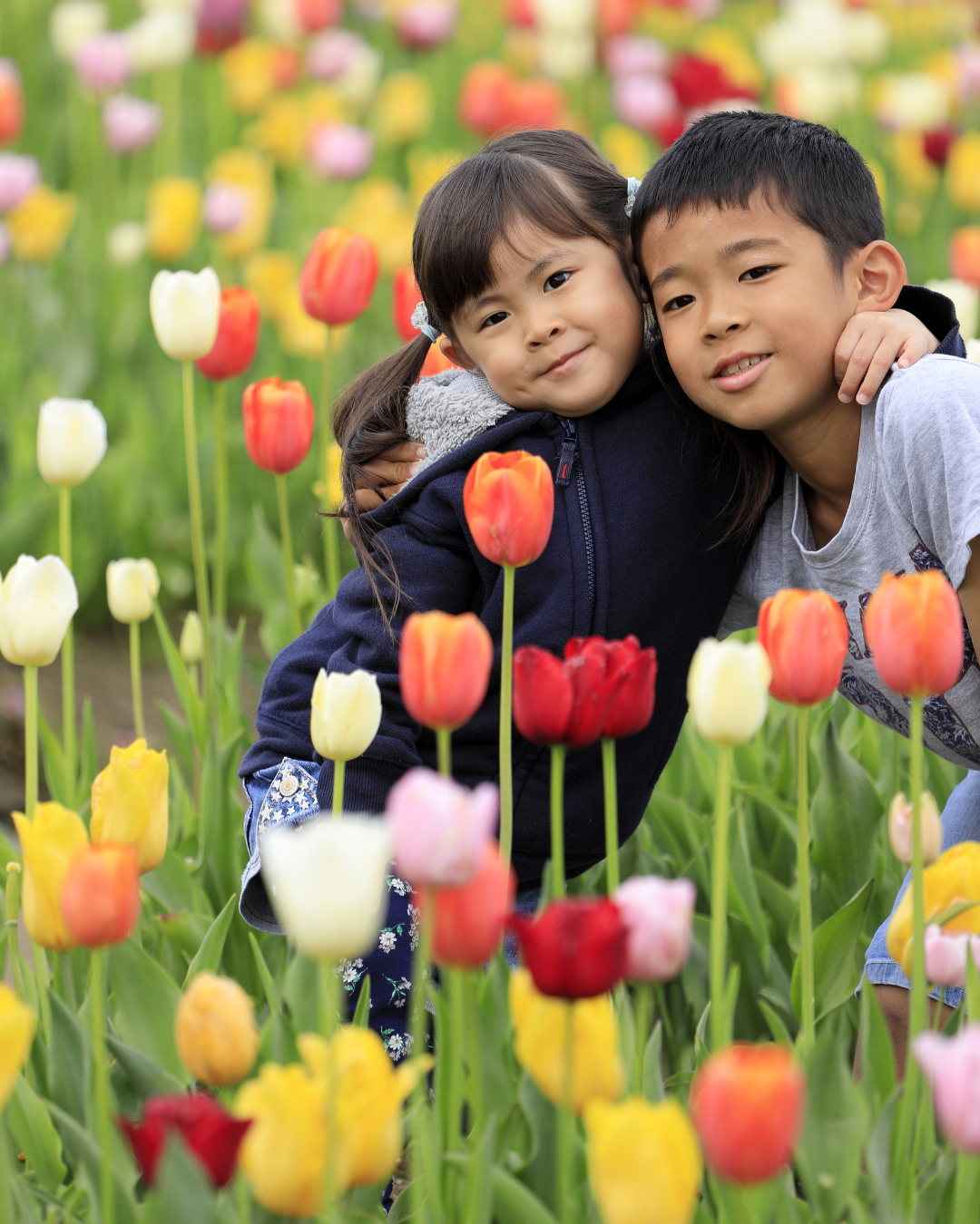 Tulip Photos (1080 x 1350 px)