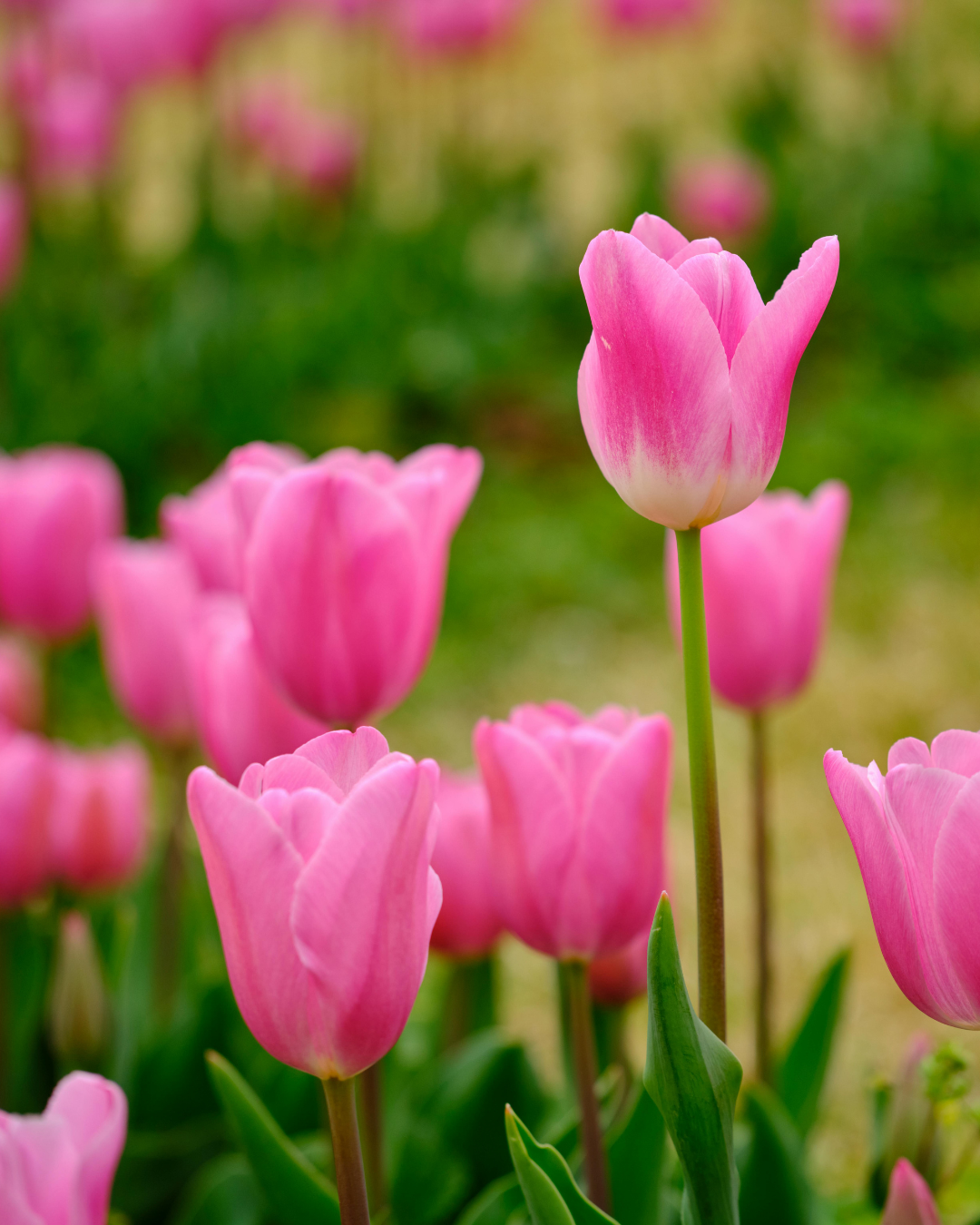 pink tulips