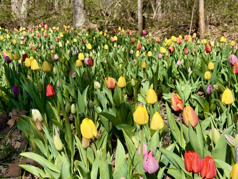 Spring Starts Here: Explore the Tulip Trail at Blooms & Berries!