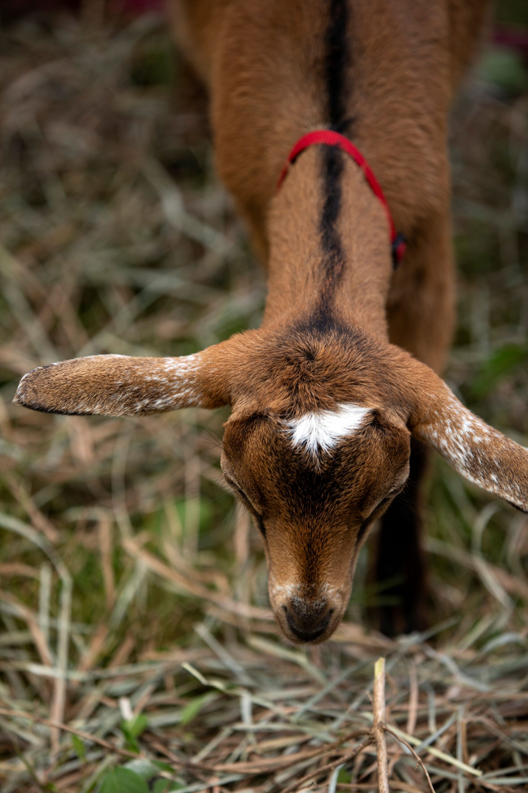 MFF Goat