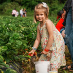 little girl picking strawberries in dress (1)