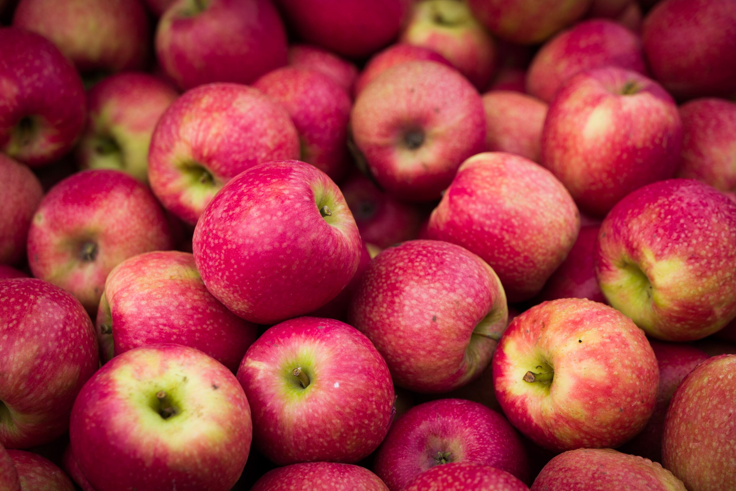 Fresh apples at Country Applefest in Lebanon, Ohio