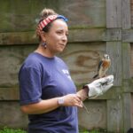 American kestrel (male) Noah