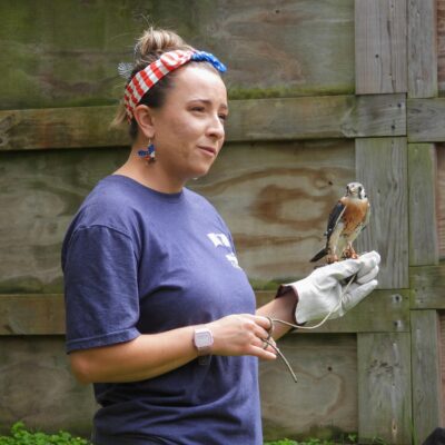 American kestrel (male) Noah American kestrel (male) Noah