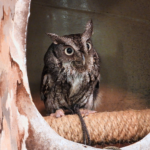 Eastern screech owl