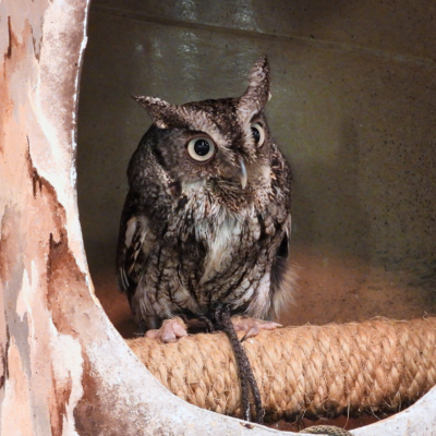 Eastern screech owl Eastern screech owl