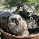 Renested great horned owl chicks 2026 March