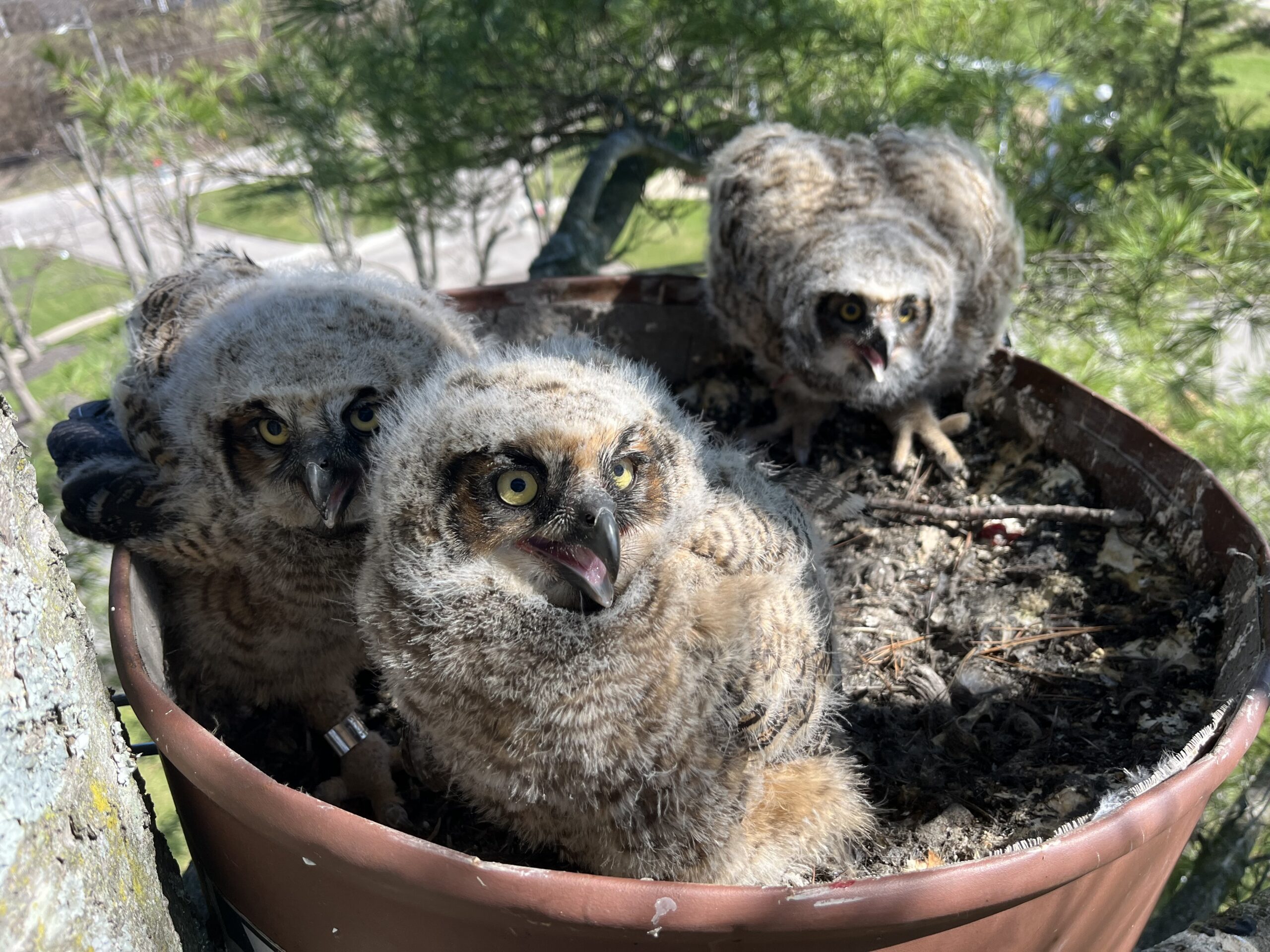 Renested great horned owl chicks 2026 March Renested great horned owl chicks 2026 March