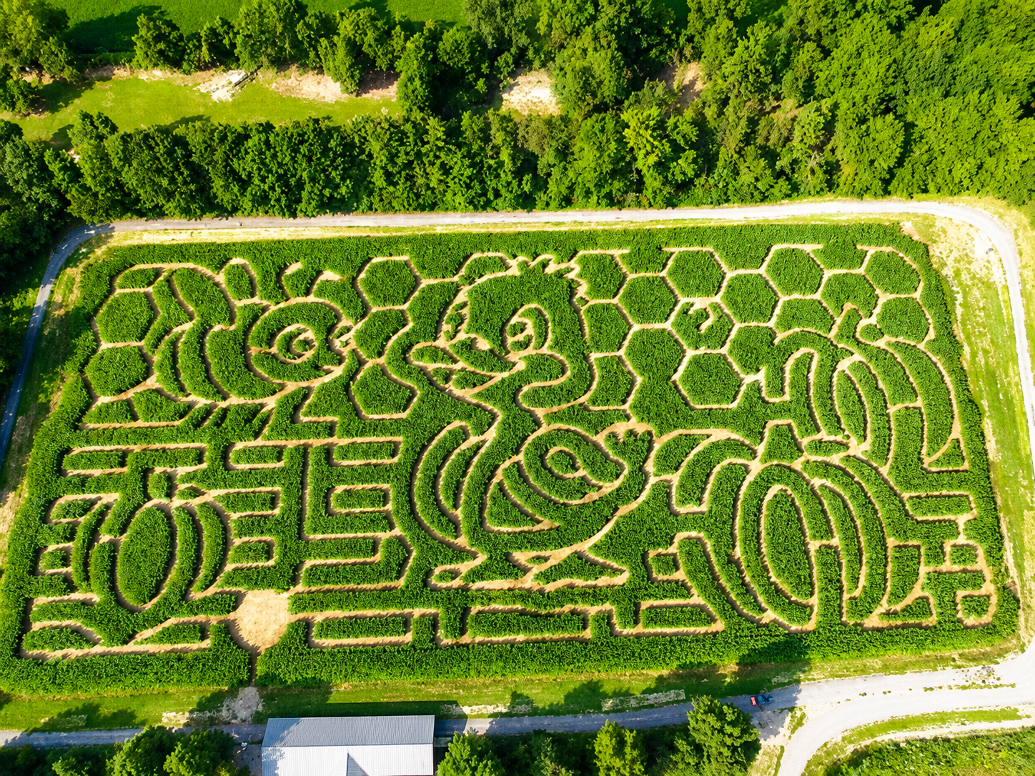 2026 Corn maze_The Mystery of the Giant Harvest_enhanced