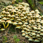 fungi