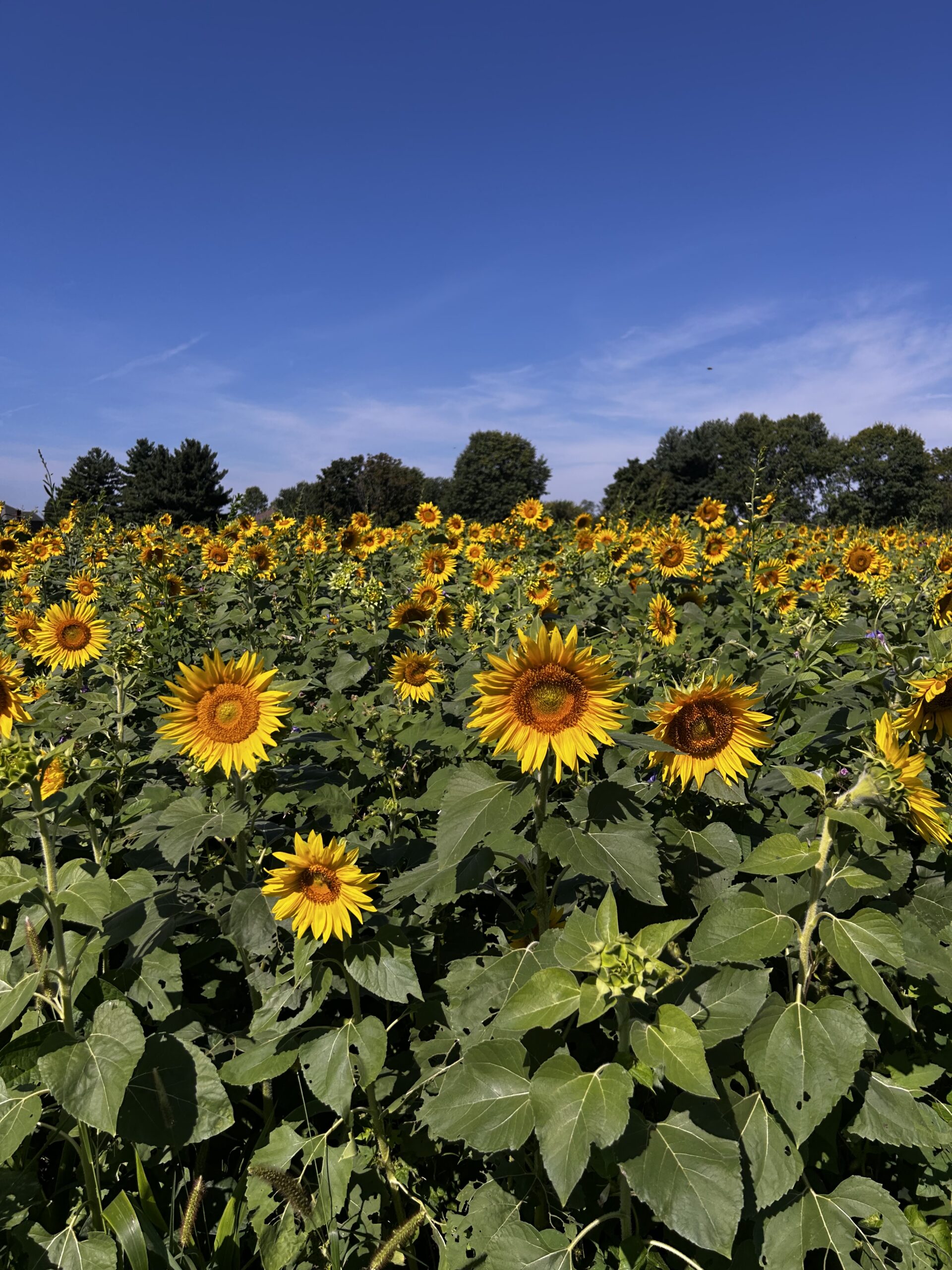 Sunflower Field