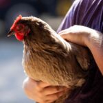 SunflowerFestival.Chicken