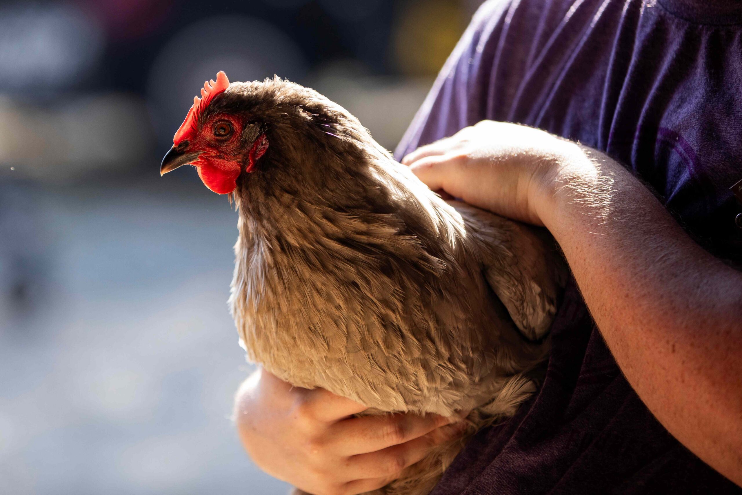 SunflowerFestival.Chicken